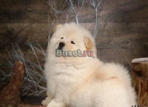 Чау-чау Самара