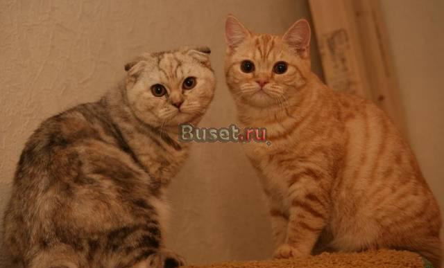Вислоухие Шотландские котята редких окрасов Санкт-Петербург