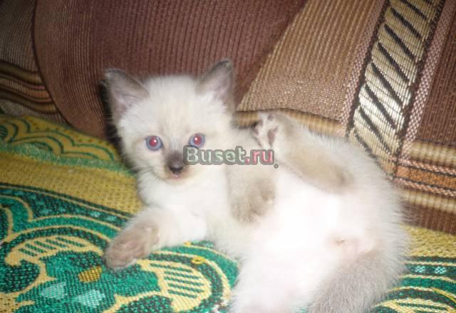 Продам ласкового сиамского котенка (мальчик) Самара