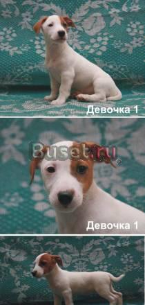 Чудесные девочки Джек рассел терьера Раменское