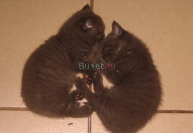 Шоколодные мальчики Воронеж
