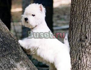 Собака Санкт-Петербург