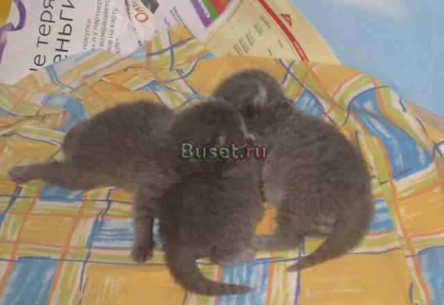 Котята шотландские вислоухие (скотиш фолд) Пятигорск
