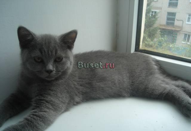 Котенок Ставрополь