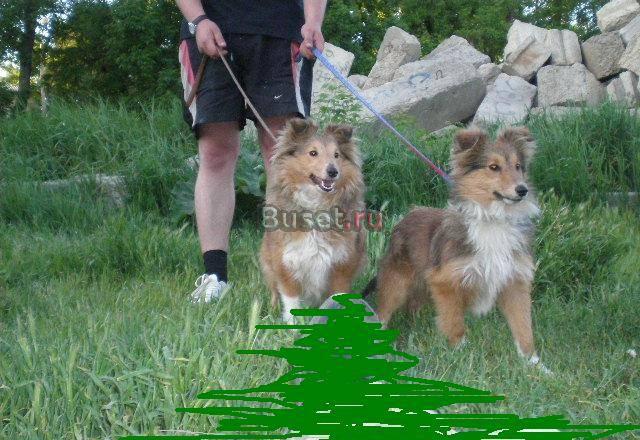 Щенки шелти Краснодар