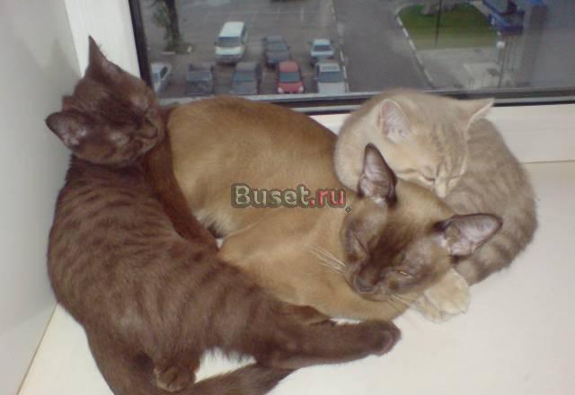 Шотландские котята Москва
