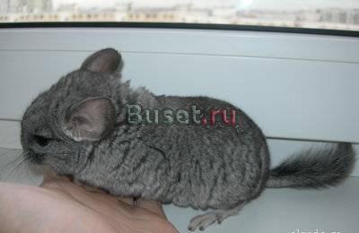 Шиншилла ищет маму и папу Москва