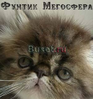 Персидский котик мрамоного окраса Москва