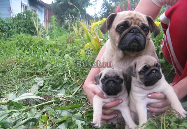 Милые мопсики от титулованных родителей Москва