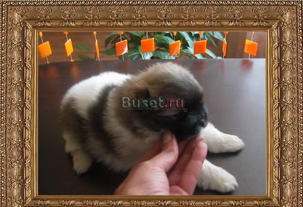 Померанчики щенки различных окрасов Челябинск