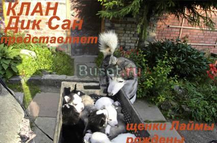 Прибавление в семействе Дик Сана Домодедово