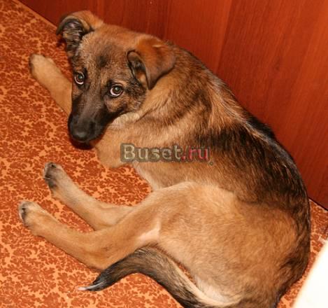 Щенок в частный дом Омск