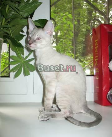 Королевские кудрявые котята недорого Москва