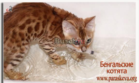 Бенгальские котята Санкт-Петербург