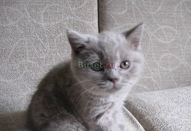 Шотландский прямоухий котёнок(скоттиш-страйт) Тверь