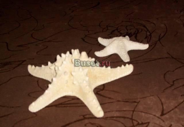 Морские звезды 2шт Мытищи