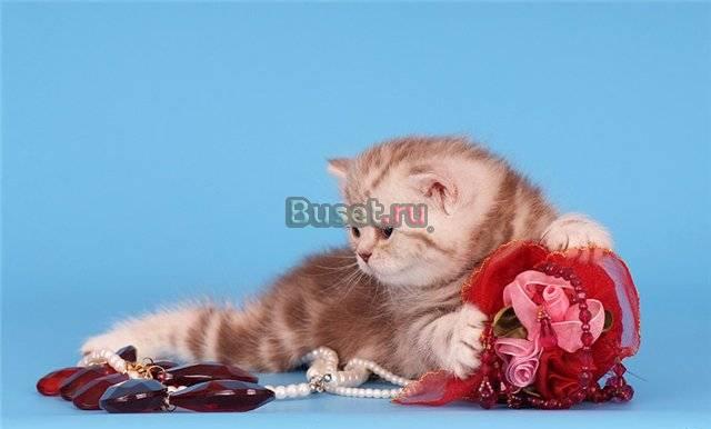 Британские котята Санкт-Петербург