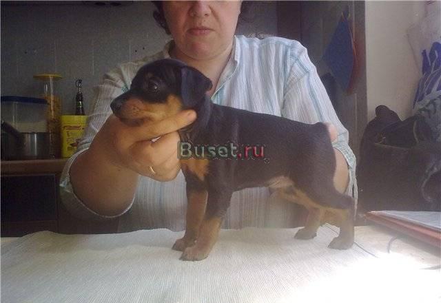 Предлагается к продаже щенок цвергпинчера  кобель Москва