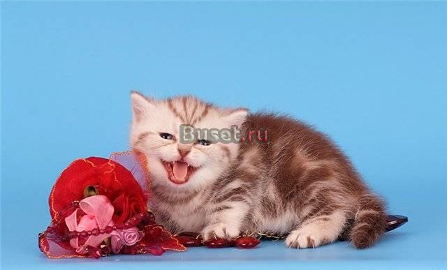 Британские котята Москва