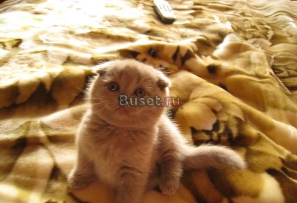Котята шотланские вислоухие Ессентуки