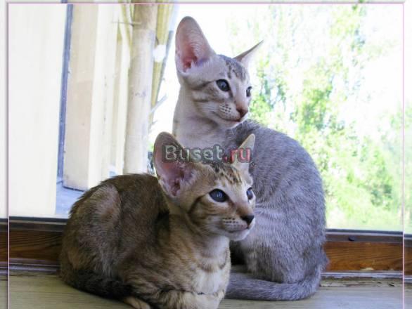 3 котёнка Санкт-Петербург