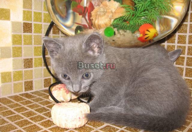 Котенок Новосибирск