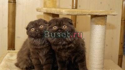 Кошечка Вологда