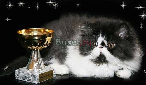 Персидские котята Санкт-Петербург