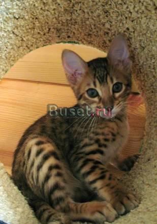 Бенгальские кошечки  4 мес Москва