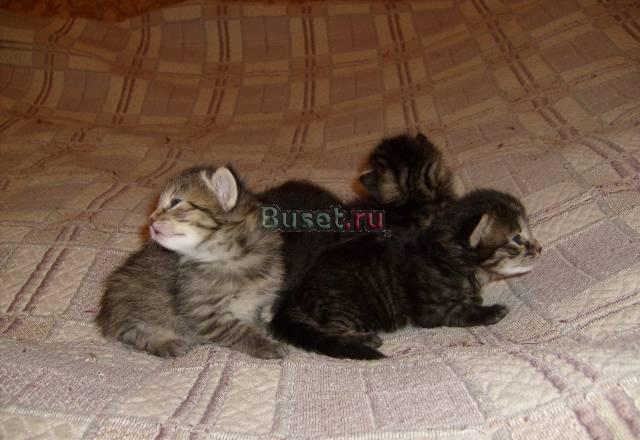 Котята Санкт-Петербург