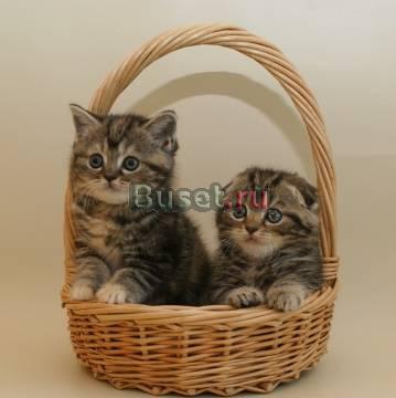 Шотландские вислоухие и прямоухие котята Москва