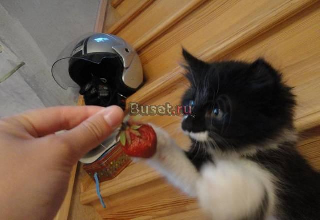 Котята Видное
