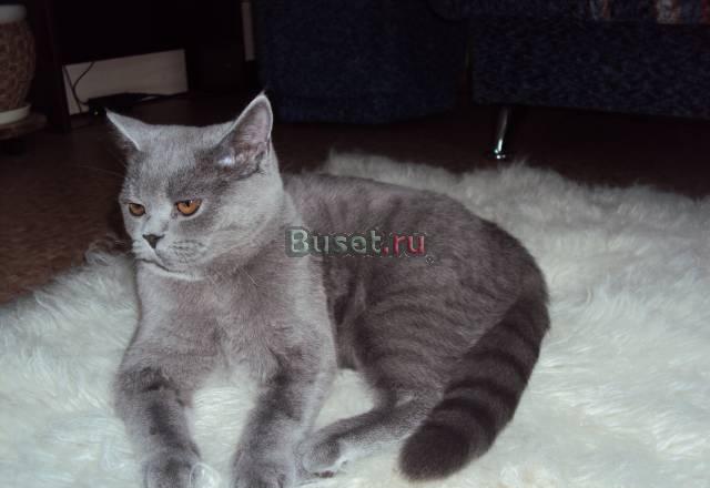 Кот британец для вязки Новосибирск