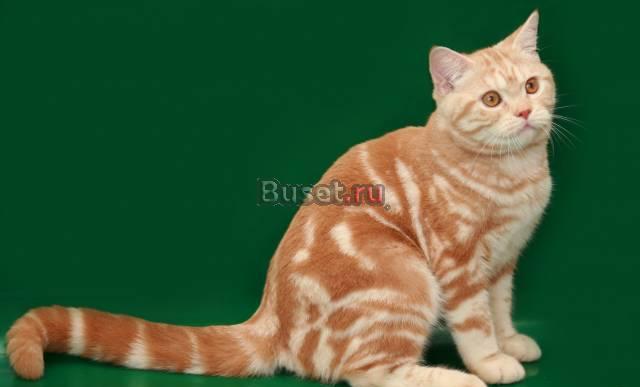 Британские красные котики мрамор и пятно Санкт-Петербург