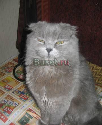 Британская голубая вислоухая кошечка 1.5 года Москва