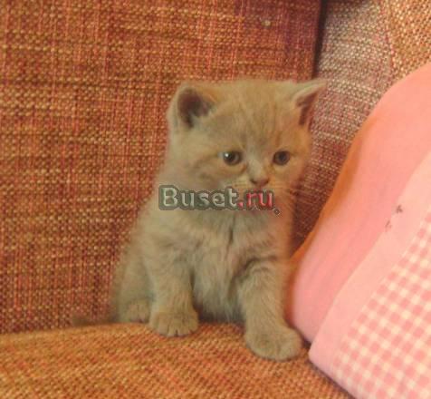 Шотландские котята Истра