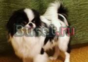 Японский Хин, Недорого Калуга