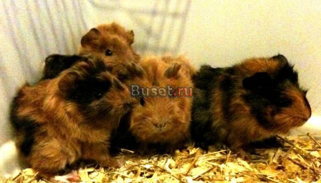 Морские свинки по 500 рублей Балашиха