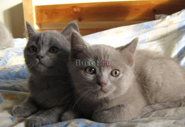 Британские котята разных окрасов и цен Санкт-Петербург