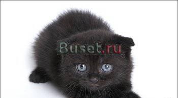 Котёнок Астрахань