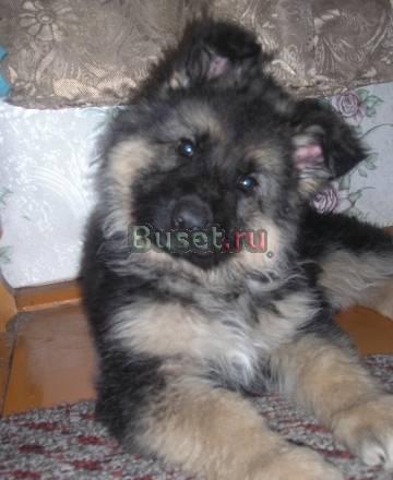 Щенки Иваново