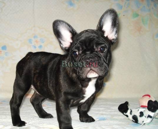 Французский бульдог.  Девочка тигрового окраса Москва