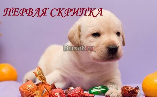 Щенки лабрадора палевые Тольятти