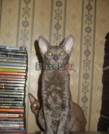 Котята корниш рекс Санкт-Петербург