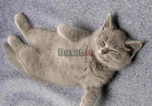 Шотландский прямоухий котенок лилового окраса Москва