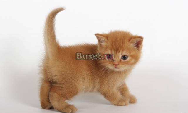 Котята породы британская короткошерстная разных ок Пермь