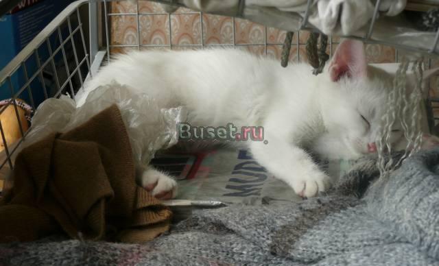 Отдаём котят - белого и мраморного мальчиков Санкт-Петербург