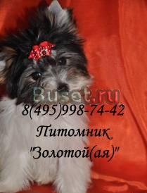 Бивер Йорк девочка в продаже Москва