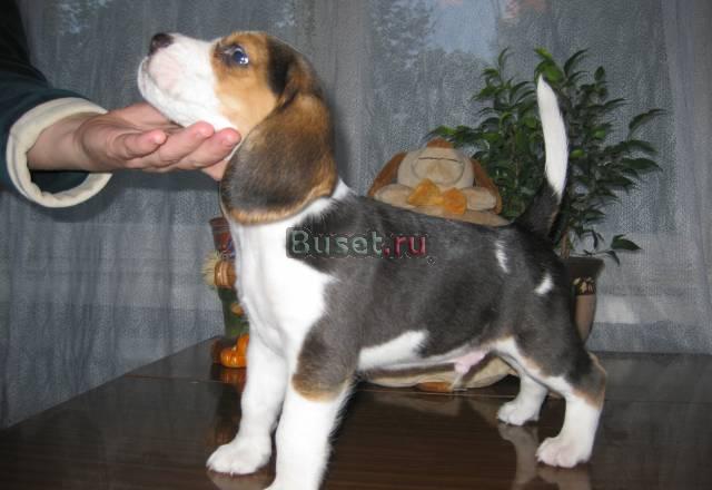 Срочная продажа щенок бигля Санкт-Петербург