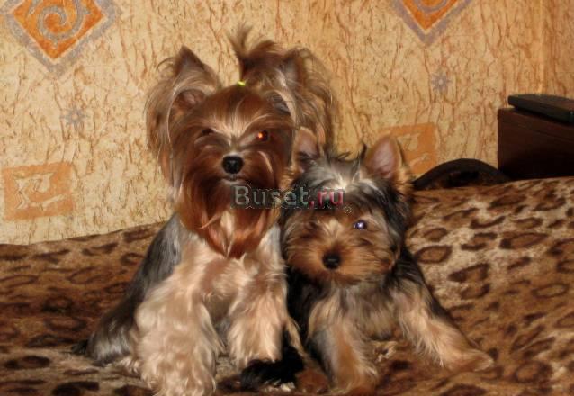 Свадебная диадема Москва